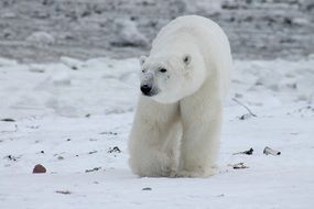 polar bear in Canada