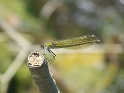 dragonfly sitting on the twig