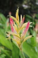 blooming of pink ginger