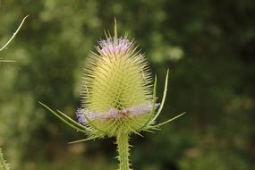 matchless thistle spur blossom
