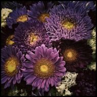 flowers plant nature