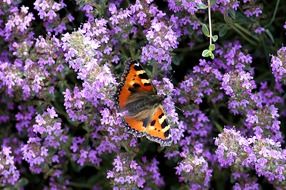 Orange butterfly on the violet flowers