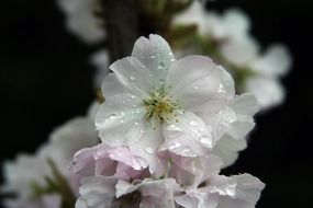 wonderful fresh flower