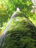 Tree covered with green moss
