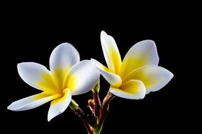 white yellow plumeria flower blossom