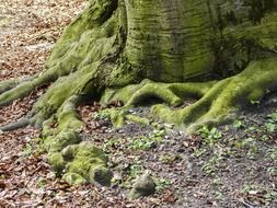 Moss covered roots in a forest