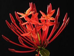 red beautiful ixora coccinea