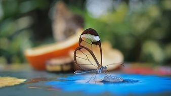 Close-up of the beautiful butterfly with transparent wings on a blurred background with plants