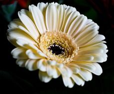 white gerbera on black