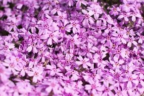 pink flowers in the garden