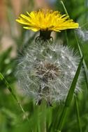 Beautiful yellow and white dandelion flowers