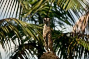 breathtaking meerkat animal