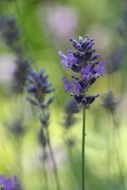 lavender bud in summer