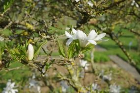 white magnolia stellata blossom