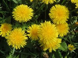 yellow dandelions on green grass