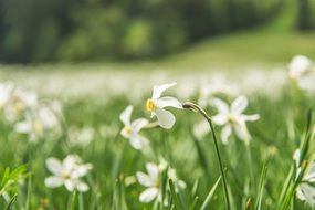 white flowers on green grass field