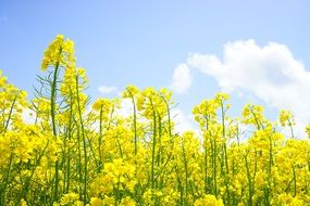 blooming of yellow rapeseed