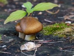 small wild mushrooms grow on a tree stump