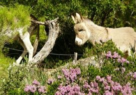 donkey on olive tree background