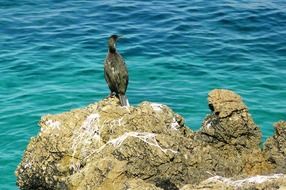 cormorant on a stone on the island of Mallorca