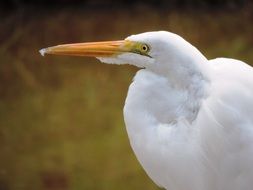 white heron with orange beak