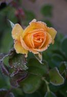 yellow rose in the frost