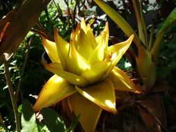 tropical golden lotus