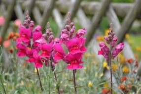 pink flowers like street plants in holland