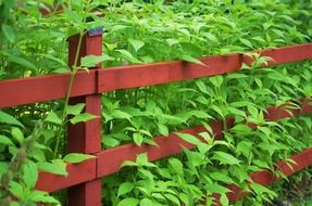 wooden garden fence