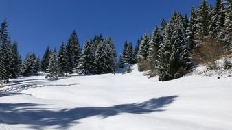 Beautiful forest in winter