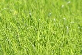 lawn with green grass