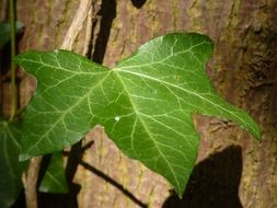 large green leaf