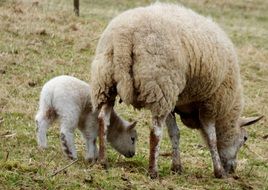 sheep and lamb in the pasture close-up