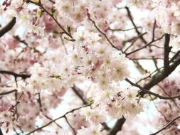 Pink blossom on the tree