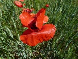 red poppy flowers grow in the garden