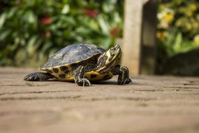 Turtle with yellow specks