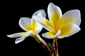 White Indian jasmine