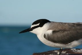 gray tern near the water