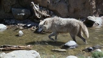 white predatory wolf in the wild