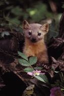 marten in the branches of a bush