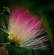 colorful exotic flower