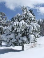 Pine trees in winter
