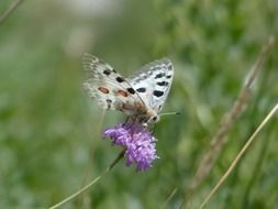 White butterfly with black spots on the flower