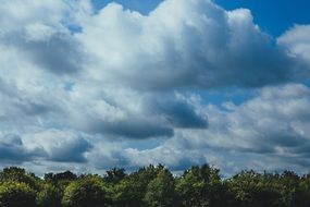 thick clouds over the forest