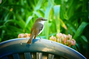 small bird in wildlife