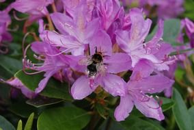 bee on the rhododendron flower