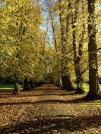 autumn trees by the forest path