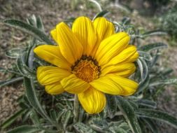 yellow flower on a bush close up