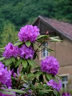 purple spring rhododendron