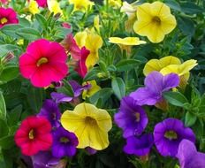Multicolored petunia flowers in bloom